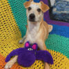 Cycle Dog Duraplush Bat Dog Toy