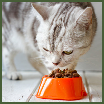 Cat FoodCat eating out of bowl