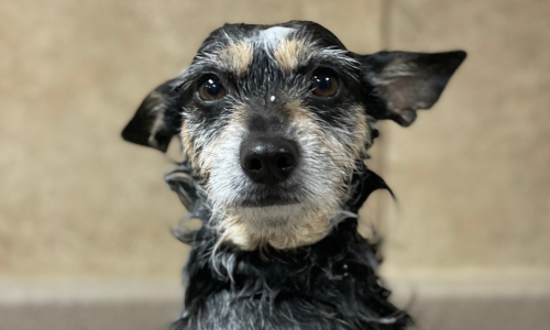 Dog getting a bath