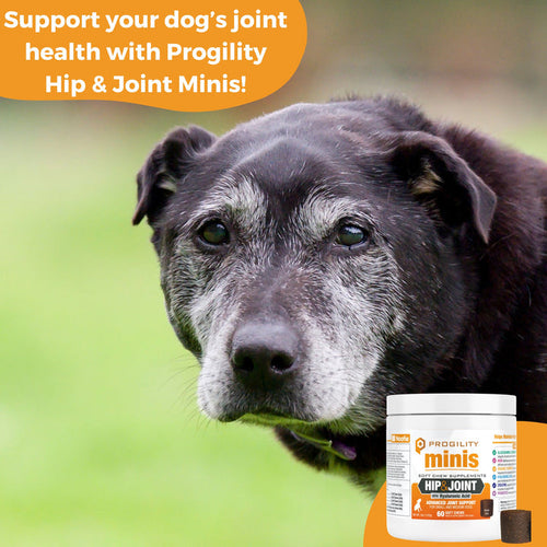 Nootie Progility Minis Hip & Joint Soft Chew Supplement For Small & Medium Size Dogs